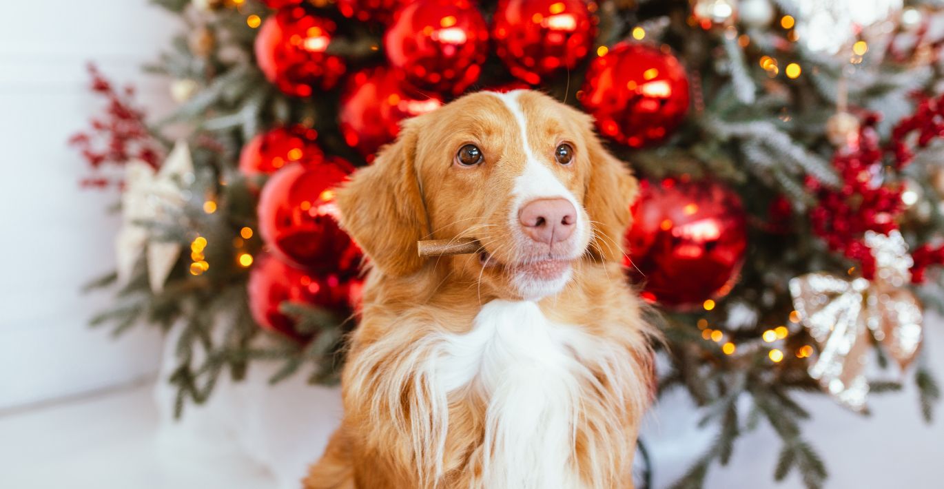 Pet gift ideas you'll love