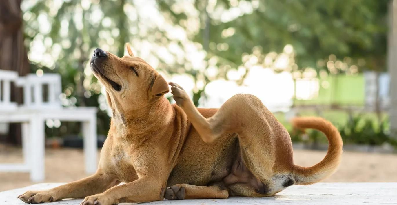 Could your dog have allergies? How to spot them and what to do next