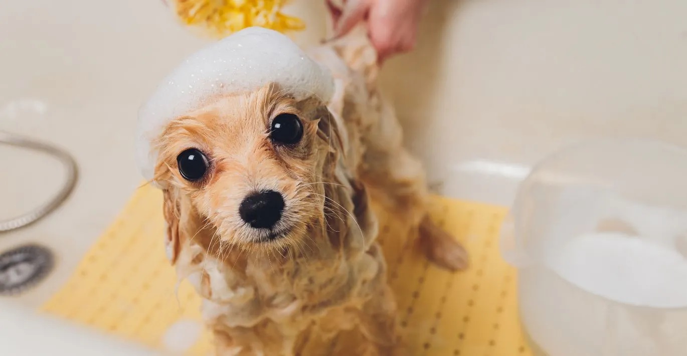 How to give your pet a good bath?