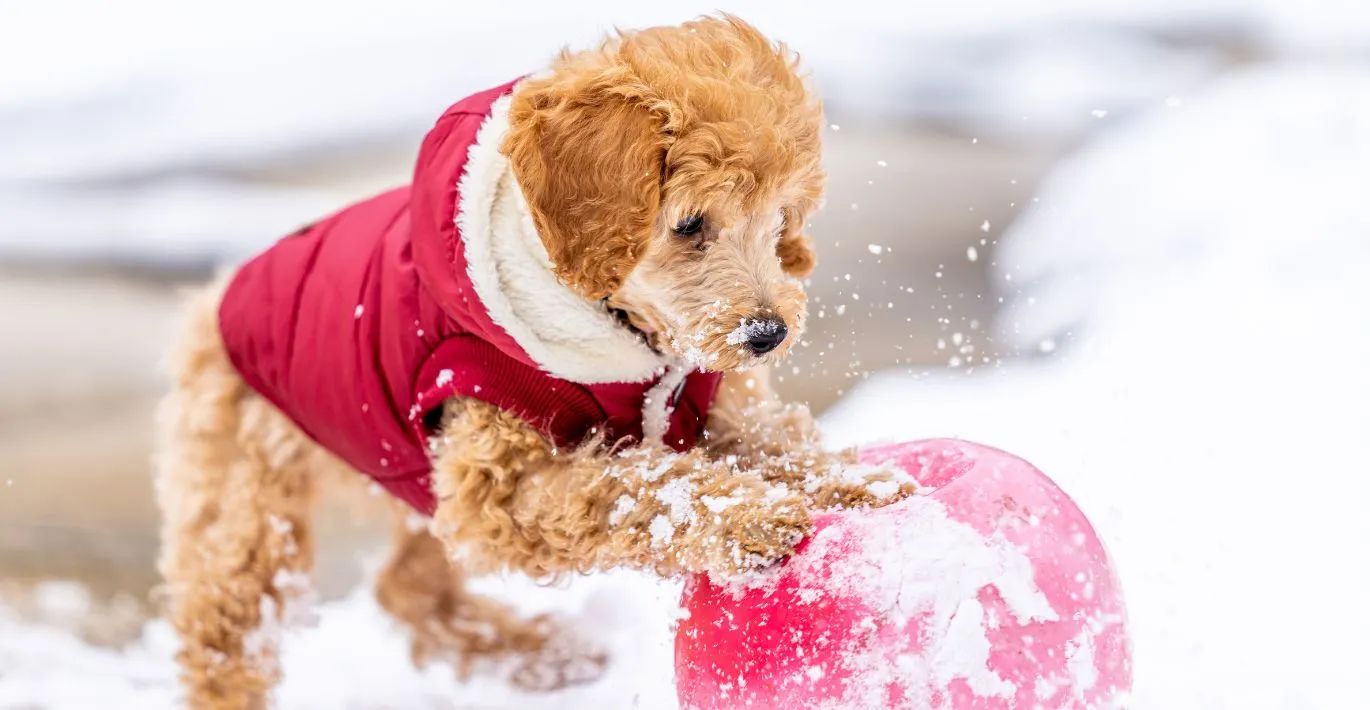 Should your dog wear a jacket?