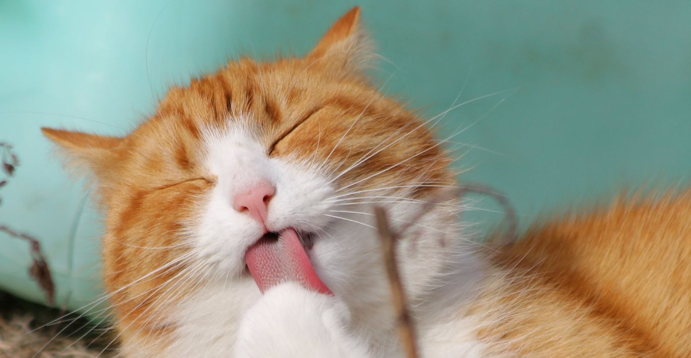 The Ultimate Guide to Cat Hairballs: Causes, Prevention, and Solutions