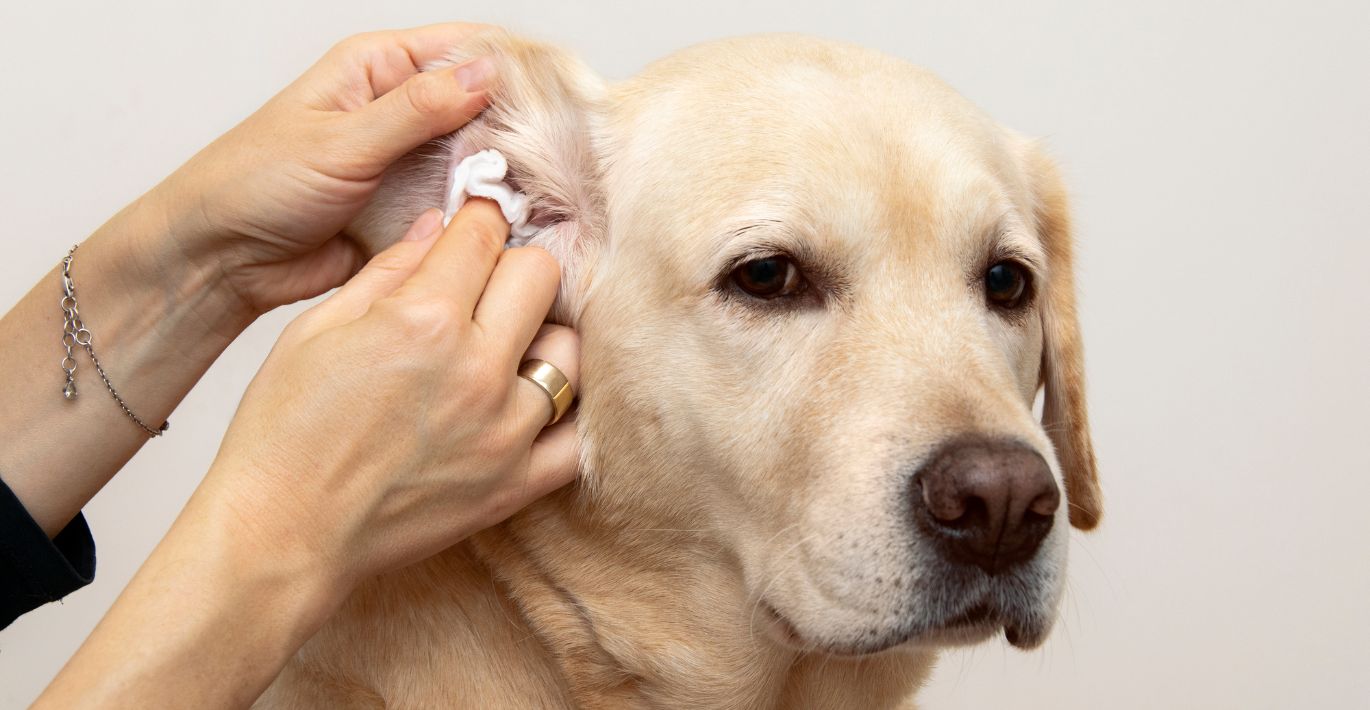 Why should you clean your dog's ears?