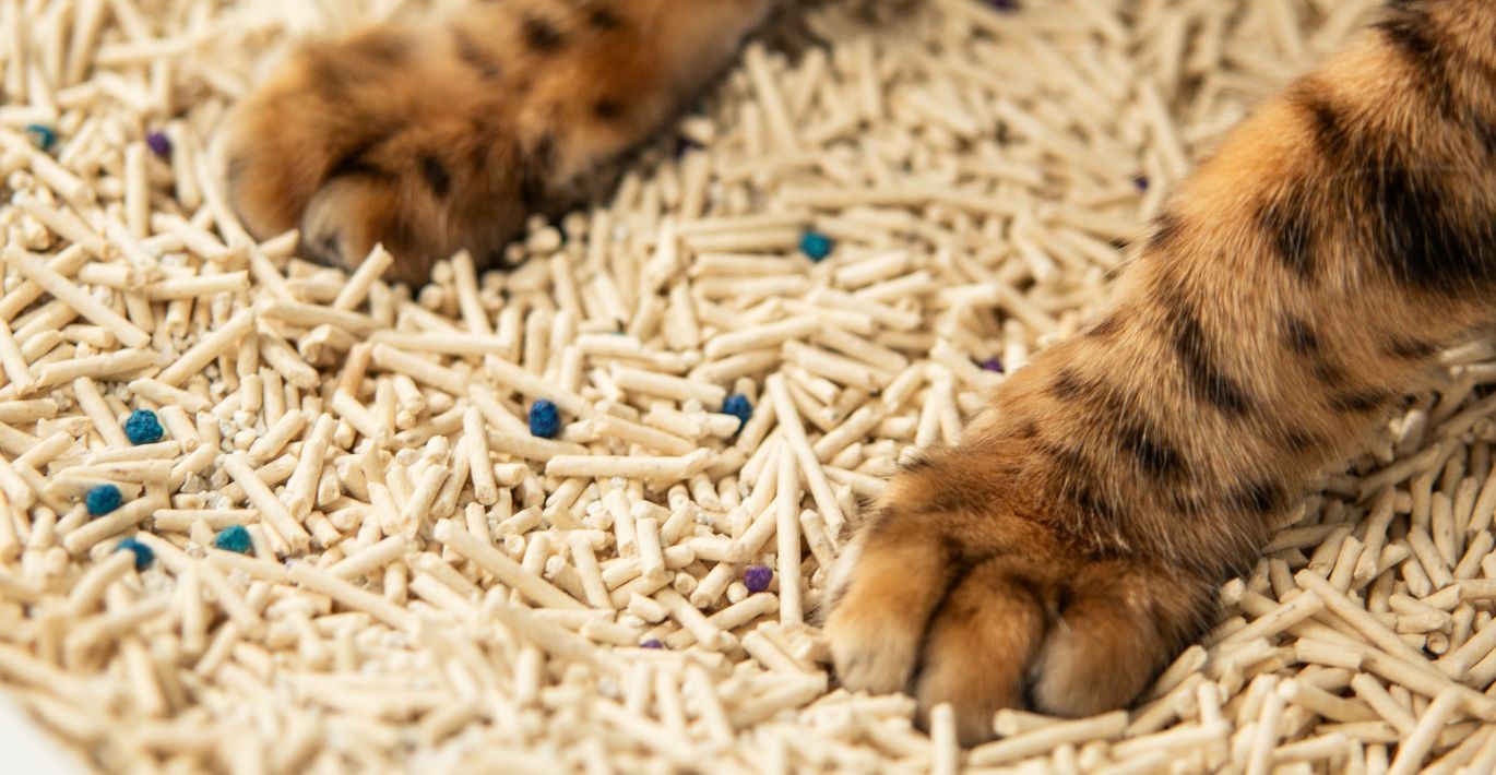 Choosing the Best Cat Litter