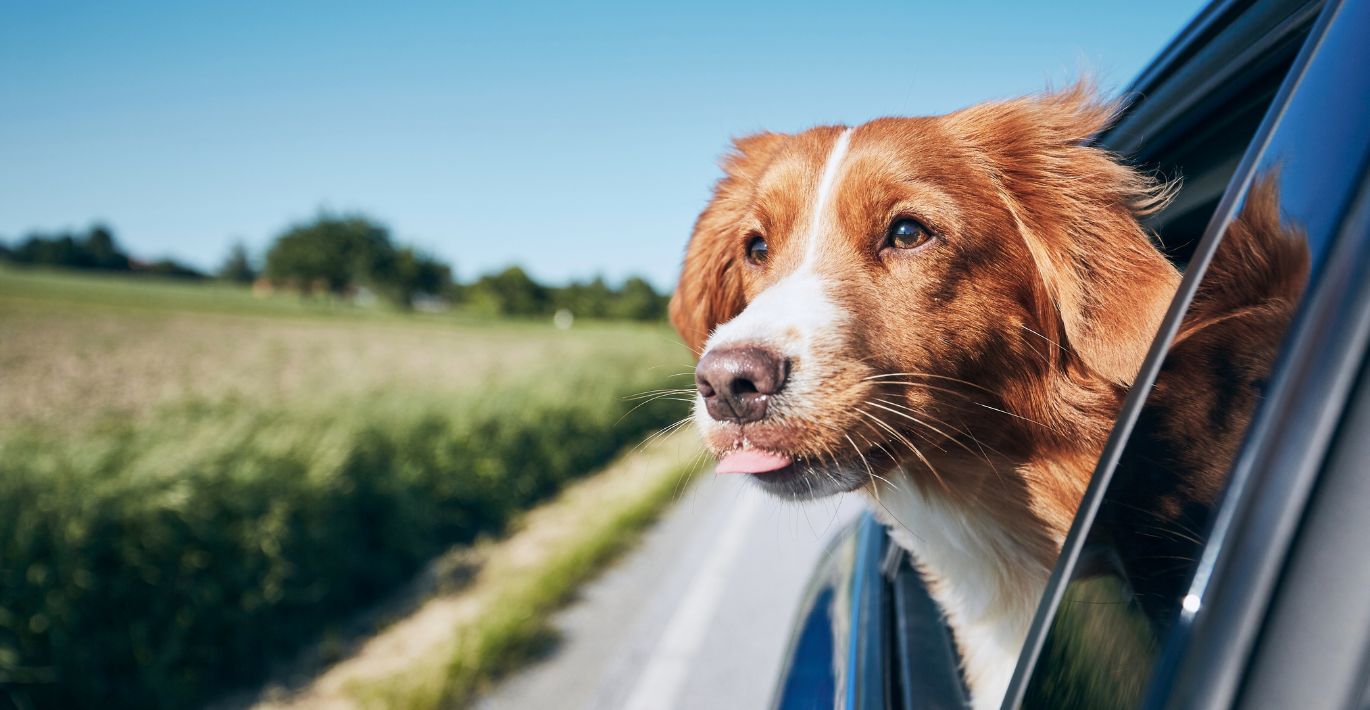 Top tips for travelling with your pets