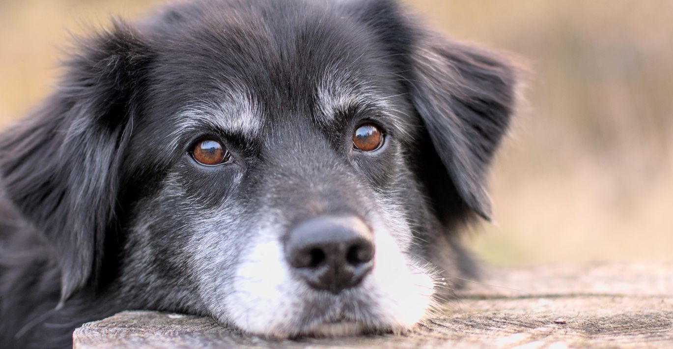 Senior Pet Nutrition: Adapting Diets for Aging Dogs and Cats