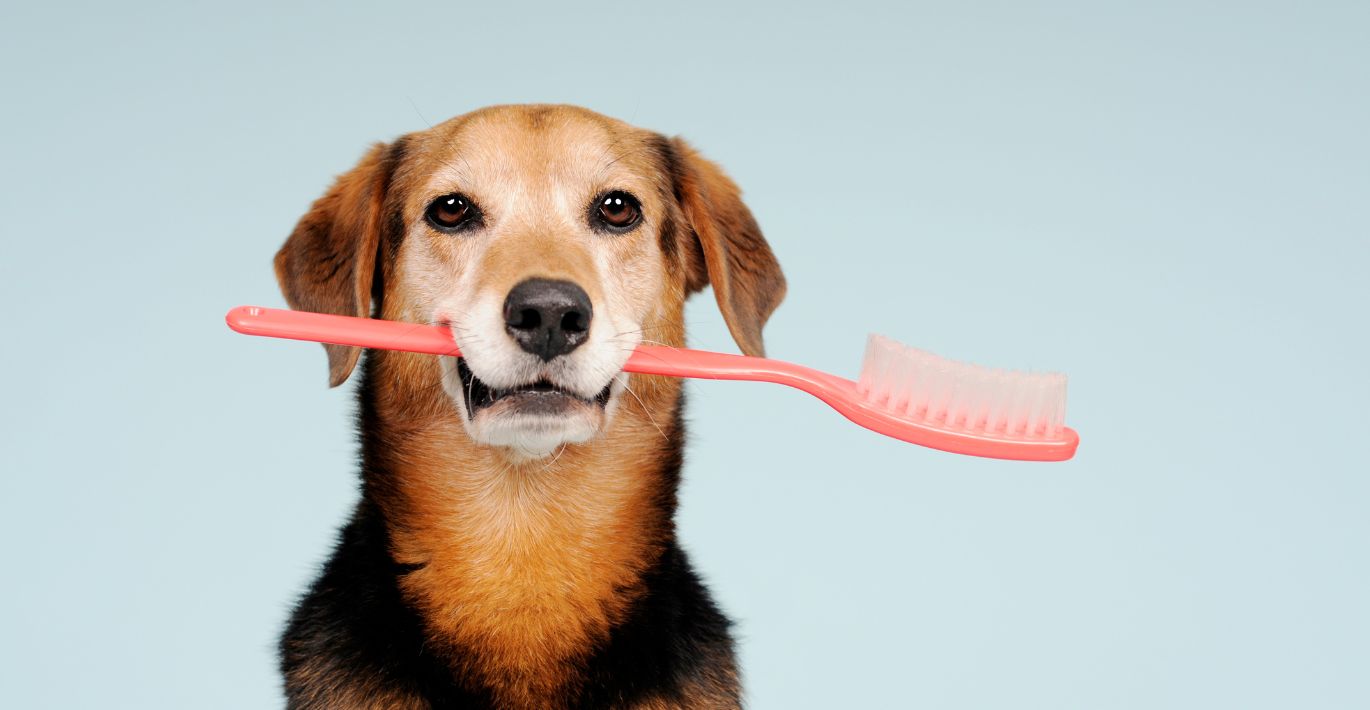 Dog Dental Care: Products and Tips for a Healthy Smile