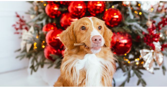 Pet gift ideas you'll love