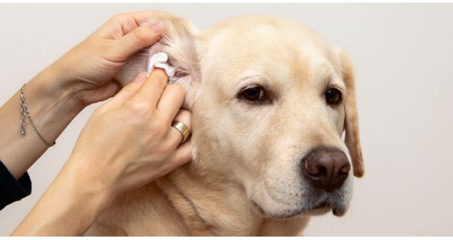Why should you clean your dog's ears?
