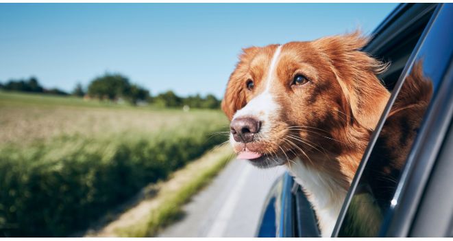 Top tips for travelling with your pets