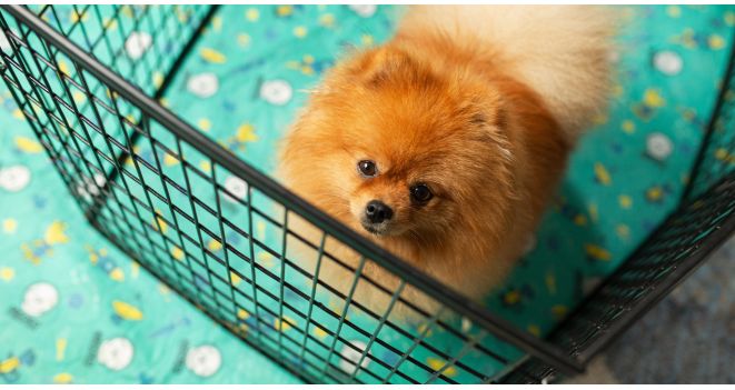 Understanding Pet Behavior: Common Issues and Solutions