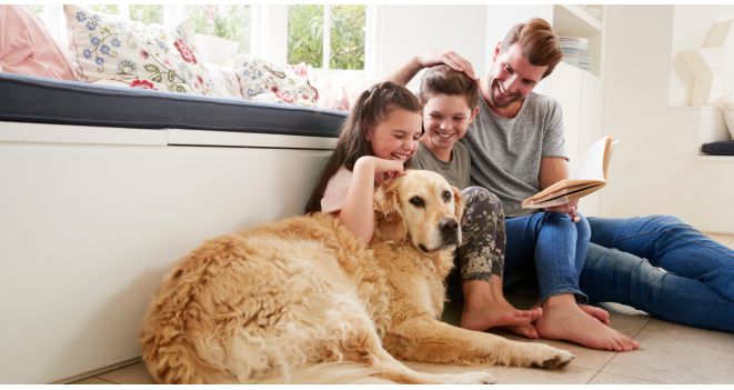 The Best Dog Breeds for Families with Children: How to Choose and Prepare for Your New Pet