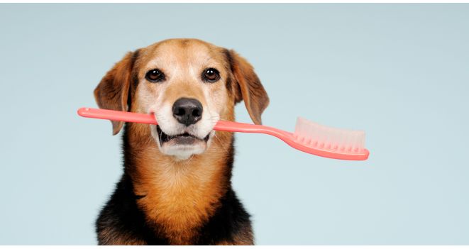 Dog Dental Care: Products and Tips for a Healthy Smile