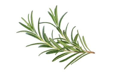 Rosemary extract