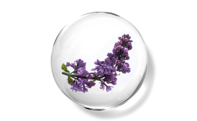 Lavender essential oil