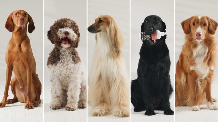 Video TAURO PRO LINE cordless pet coat straightener with negative ion technology light blue, USB connection - 1