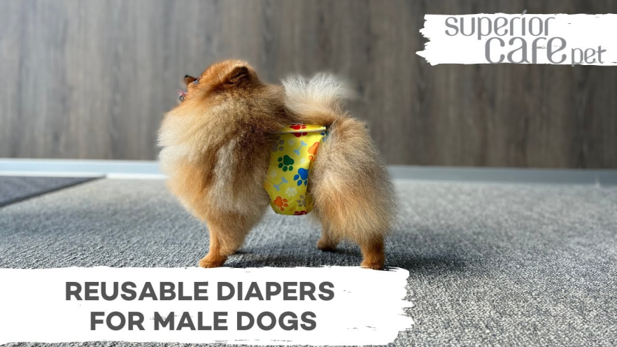 Video MISOKO reusable diapers for female dogs XS, with paw prints - 1